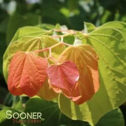 THE RISING SUN™ REDBUD -Happy Planter Shop DETA6 1530