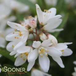 NIKKO SLENDER DEUTZIA 10 NIKKO SLENDER DEUTZIA -Happy Planter Shop DETA6 1581