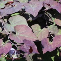 RUBY FALLS WEEPING REDBUD -Happy Planter Shop DETA6 2311