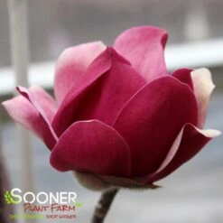 BLACK TULIP® MAGNOLIA -Happy Planter Shop DETA6 3122