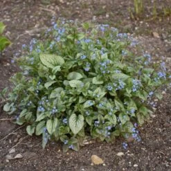 QUEEN OF HEARTS BRUNNERA -Happy Planter Shop DETA6 4100