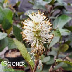 BLUE SHADOW WITCH ALDER -Happy Planter Shop DETA6 452