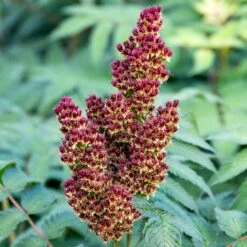 CHERRY ON TOP™ SORBARIA -Happy Planter Shop DETA7 5197