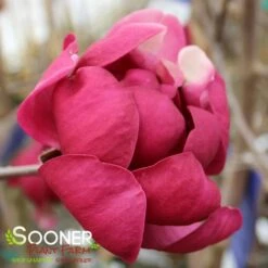 BLACK TULIP® MAGNOLIA -Happy Planter Shop DETA9 3122